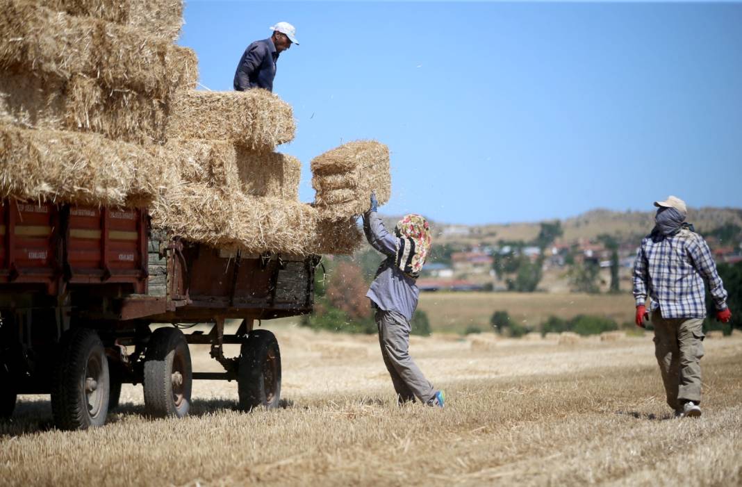 Trakya'da Zorlu Mesai: Her Biri 25 Kilo! Tane Başına 15 Liradan Günde 80 Adet Taşıyorlar 7